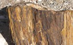 Petrified+Wood