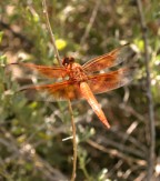 Flame-Skimmer