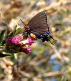 Hairstreak