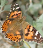 Painted-Lady