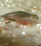 Triops