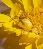 crabspider
