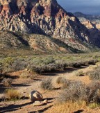 red-rock-canyon11