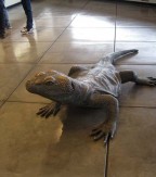 red-rock-visitor-center18